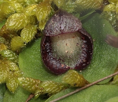 Corybas incurvus