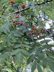 Sorbus aucuparia