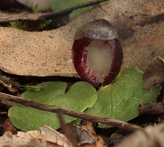 Corybas incurvus