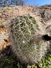 Echinocereus reichenbachii baileyi