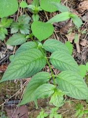 Cyclocodon lancifolius