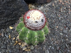 Melocactus