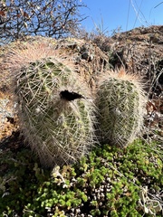 Echinocereus reichenbachii baileyi