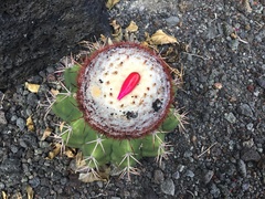 Melocactus