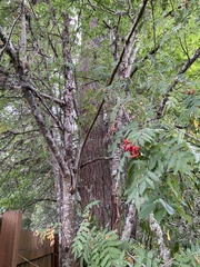 Sorbus aucuparia