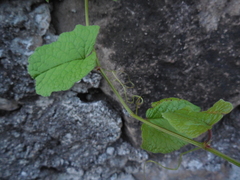 Antigonon leptopus