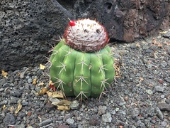 Melocactus