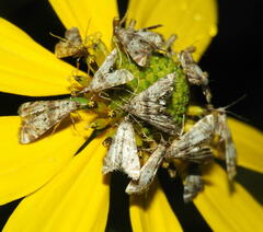 Petrophila fulicalis