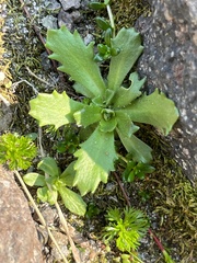 Micranthes ferruginea