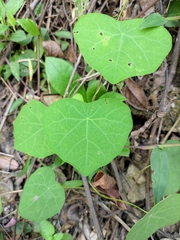 Stephania cephalantha