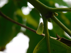 Sanurus