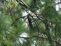 Callosciurus notatus