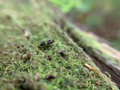 Pezizaceae