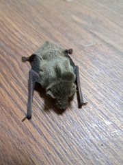 Pipistrellus abramus