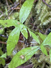 Moehringia macrophylla