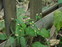 Galinsoga quadriradiata