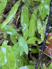 Moehringia macrophylla