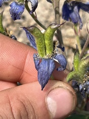 Delphinium