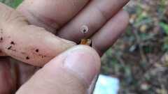 Collybiopsis quercophila