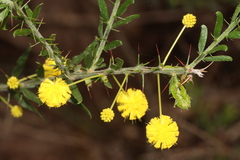 Acacia paradoxa