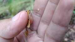 Collybiopsis quercophila