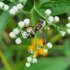 Ancistrocerus adiabatus
