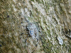 Herennia multipuncta