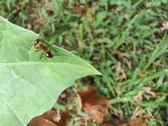 Formica pallidefulva