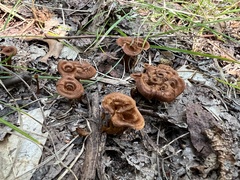 Coltricia cinnamomea