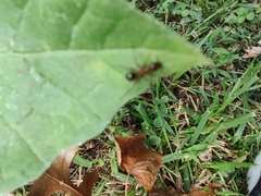 Formica pallidefulva