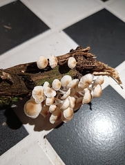 Favolaschia manipularis