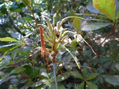 Rhododendron occidentale
