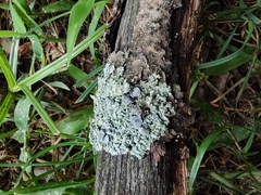 Physcia millegrana
