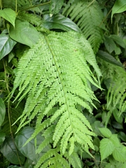 Microlepia strigosa