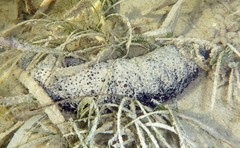 Holothuria floridana