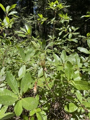 Rhododendron occidentale