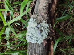 Physcia millegrana
