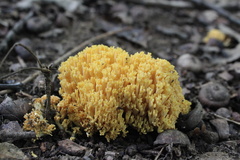 Basidiomycota