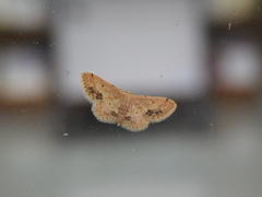 Idaea chotaria