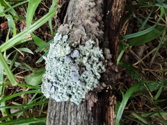Physcia millegrana
