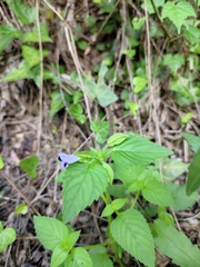Torenia violacea