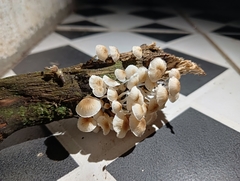 Favolaschia manipularis