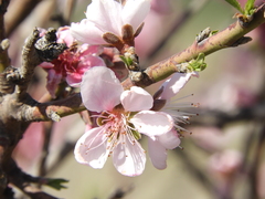 Prunus persica