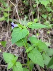 Torenia violacea