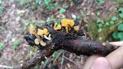 Dacrymyces spathularia