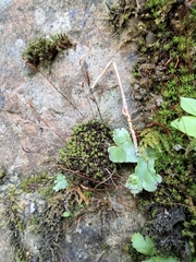 Funaria hygrometrica
