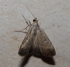 Tathorhynchus fallax