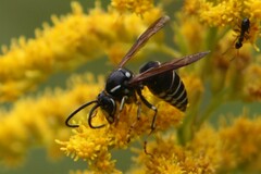 Dolichovespula arctica