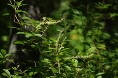 Clethra alnifolia