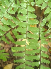 Adiantum pedatum
